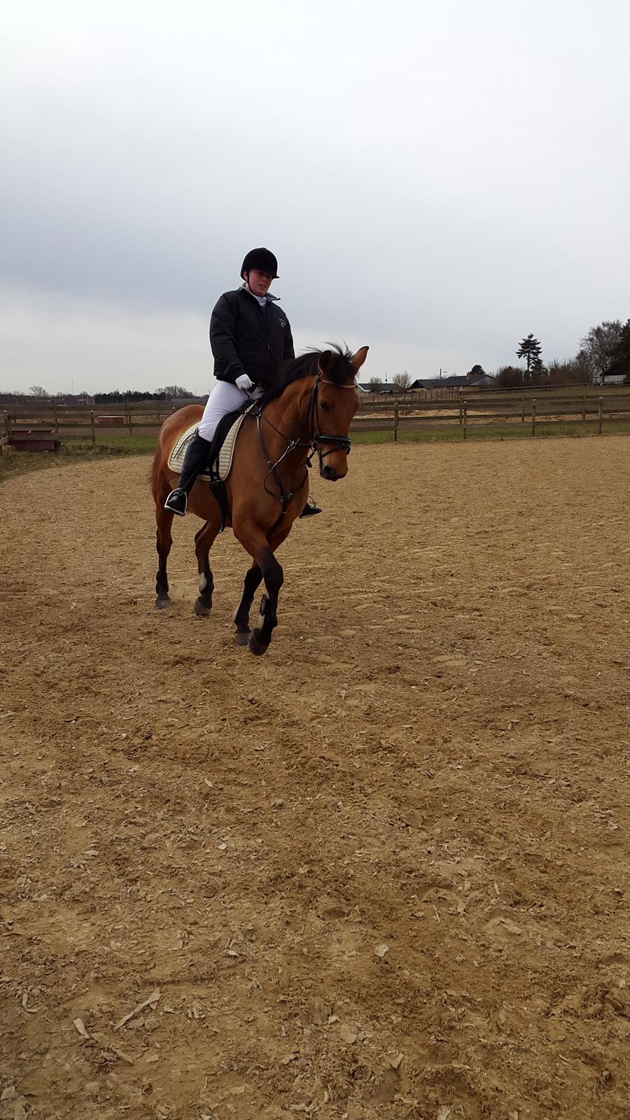 Anden særlig race Prins Charman ( Tidl hest) billede 10