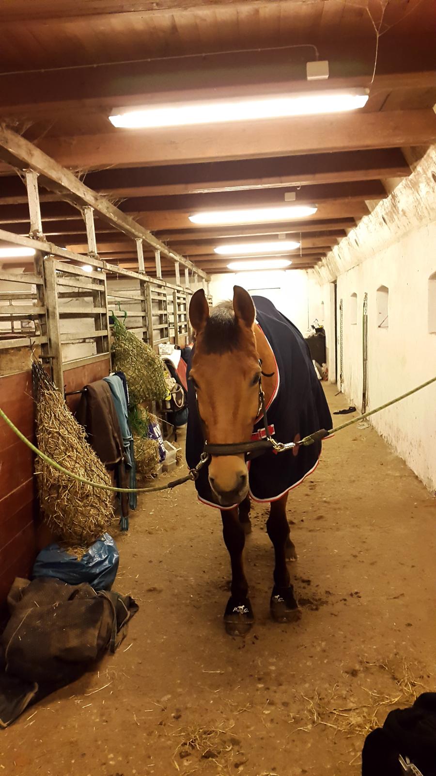 Anden særlig race Prins Charman ( Tidl hest) billede 11