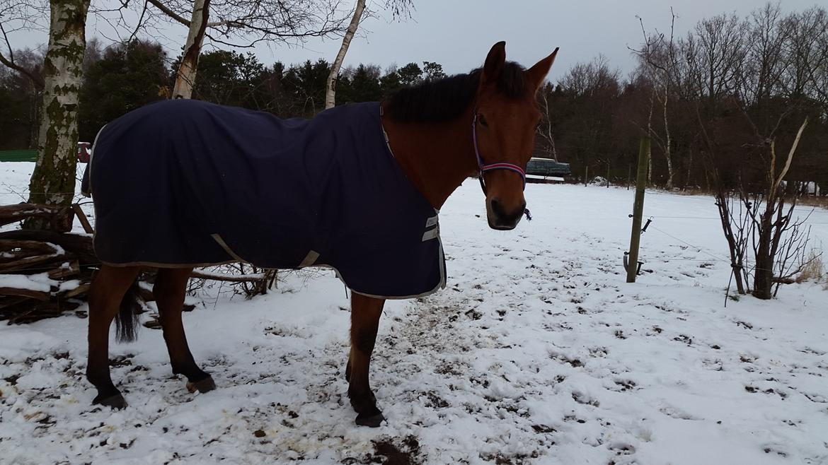 Anden særlig race Prins Charman ( Tidl hest) billede 14