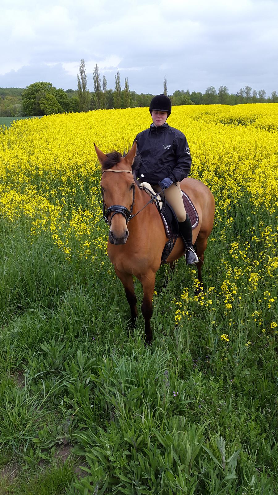 Anden særlig race Prins Charman ( Tidl hest) billede 15