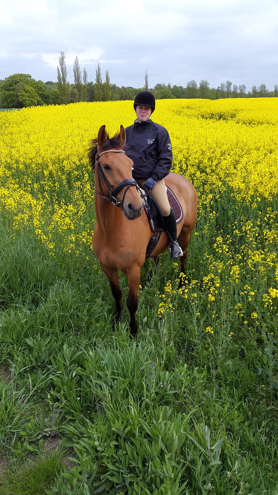 Anden særlig race Prins Charman ( Tidl hest) billede 8