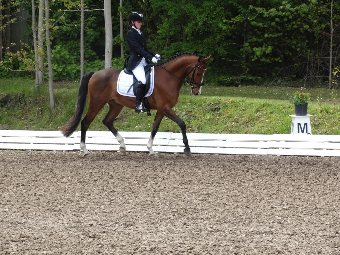 DSP Larsmindes Adriano billede 2