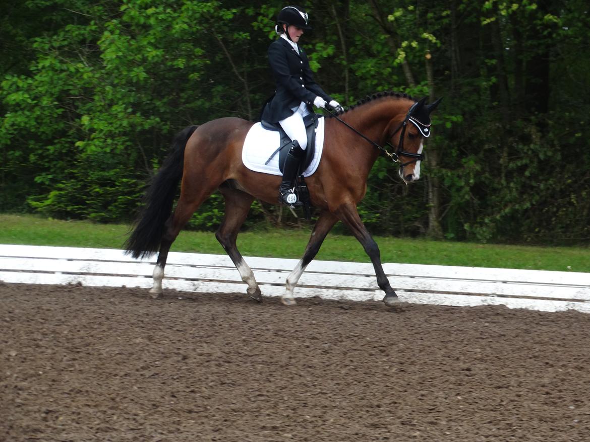 DSP Larsmindes Adriano billede 3