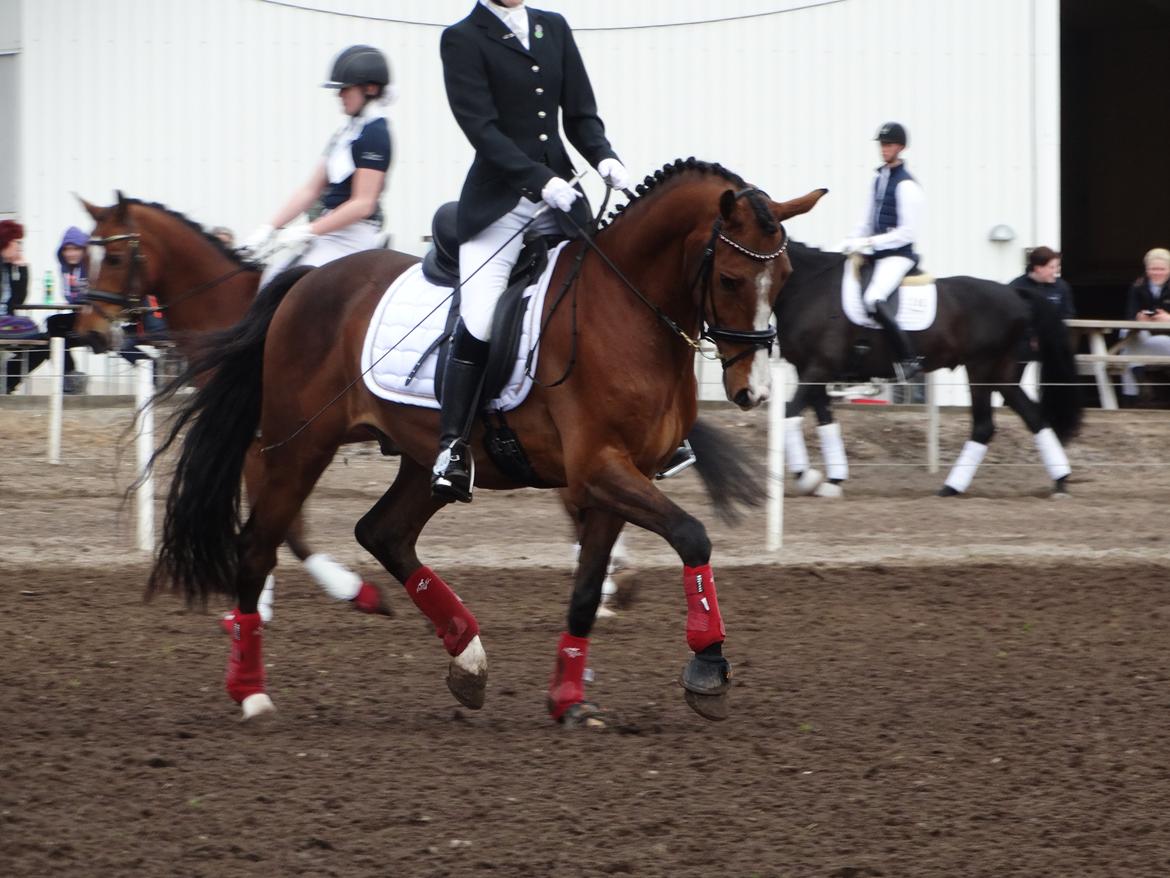 DSP Larsmindes Adriano billede 4