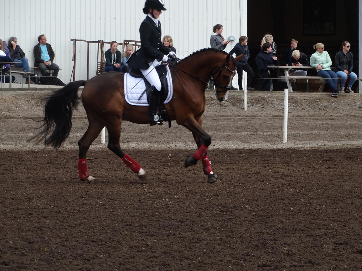 DSP Larsmindes Adriano billede 5