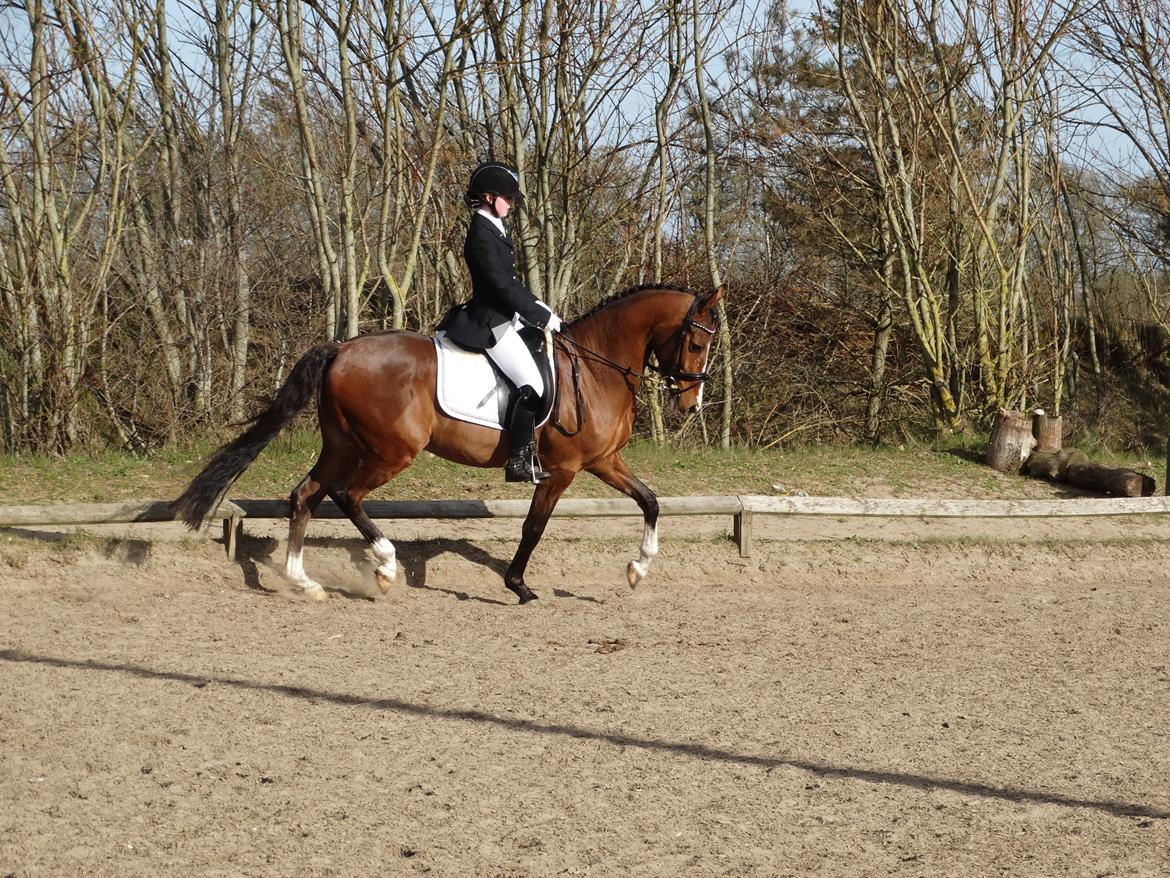 DSP Larsmindes Adriano billede 6