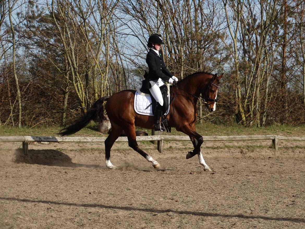 DSP Larsmindes Adriano billede 7