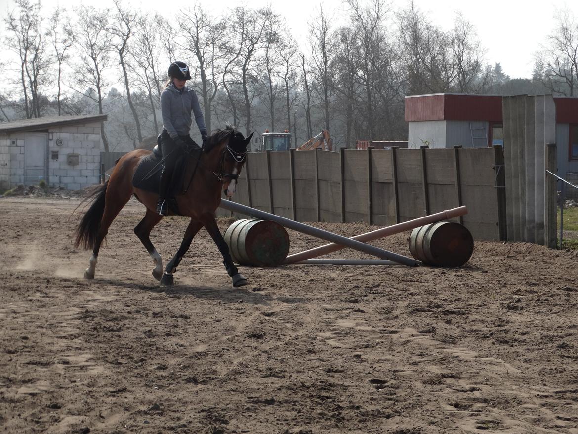 DSP Larsmindes Adriano billede 8