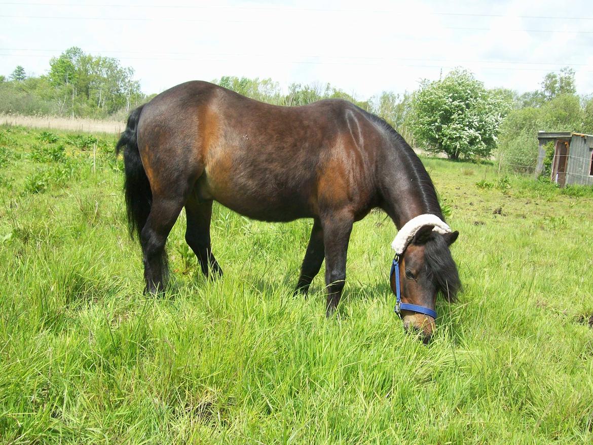 Dartmoor Filur Ronda - Filur med sin fine sommerpels!<3 billede 3