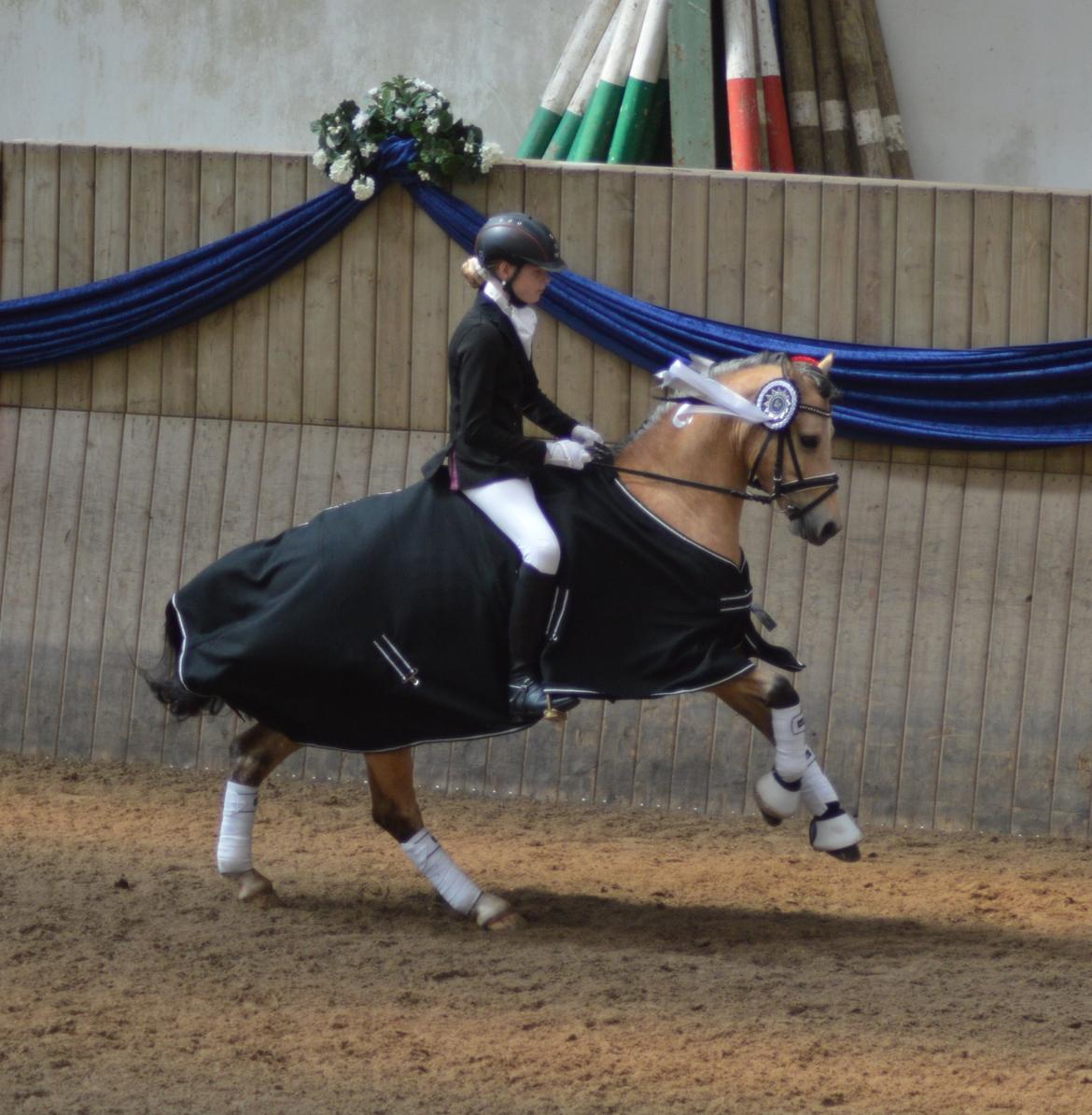 Welsh Pony af Cob-type (sec C) Gribsvads Little Hector (A-pony) - Københavnsmester 2015! Æresrunde.. billede 2