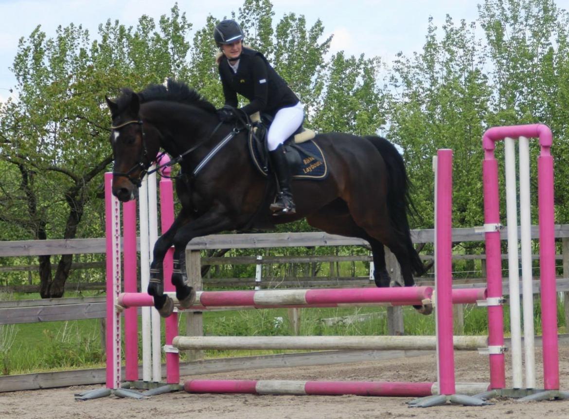 Anden særlig race Lover boy - Sløjfespring, 80 cm, HØS, maj 2015  billede 11