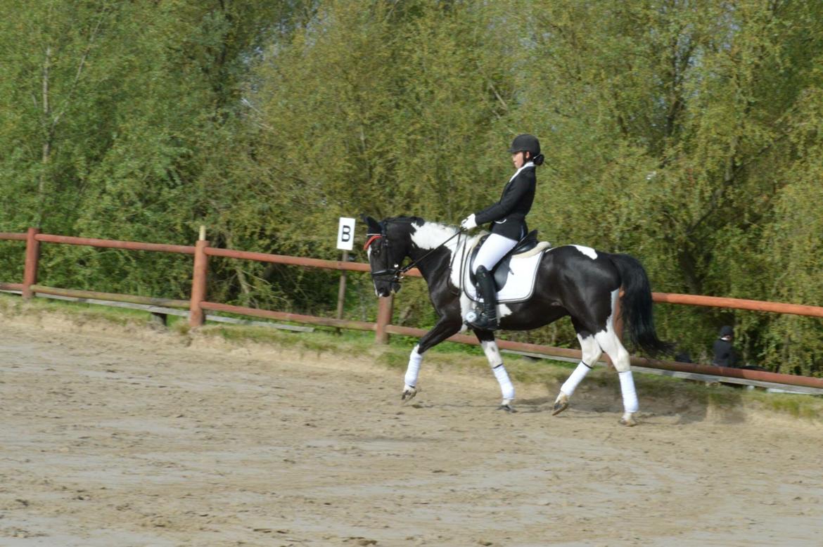 Hollandsk Sportspony Kees billede 14