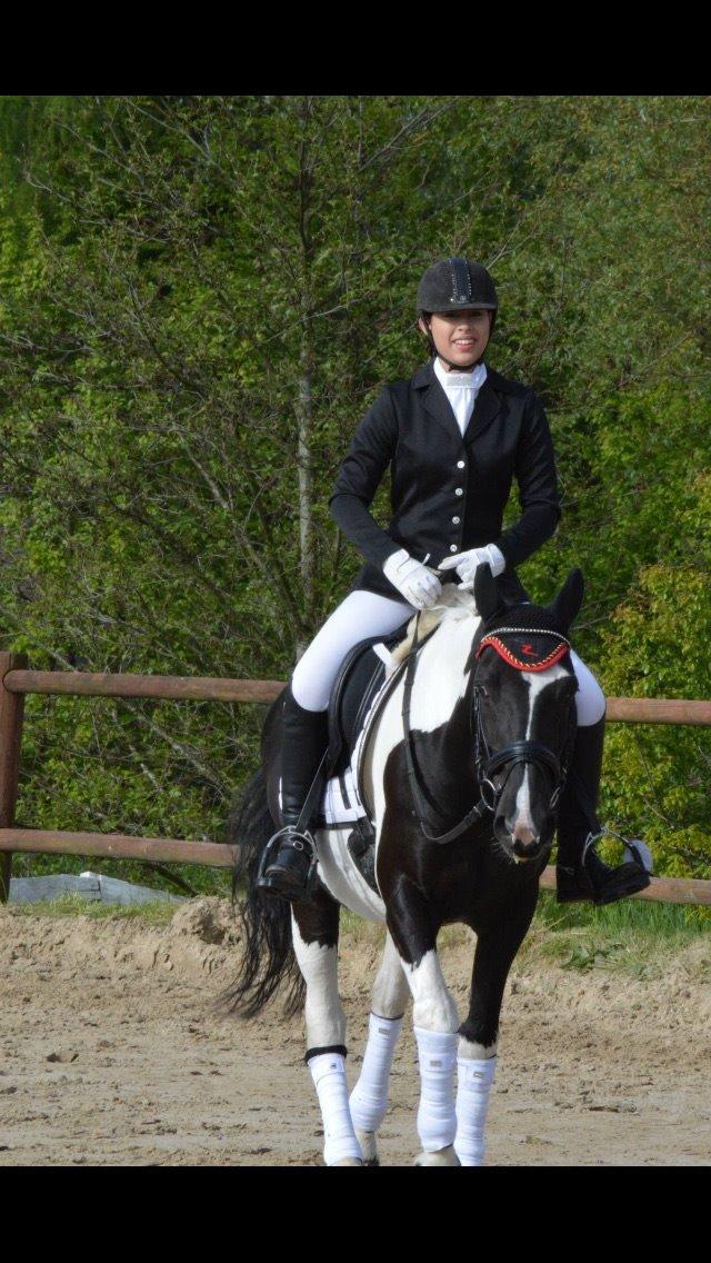 Hollandsk Sportspony Kees billede 16