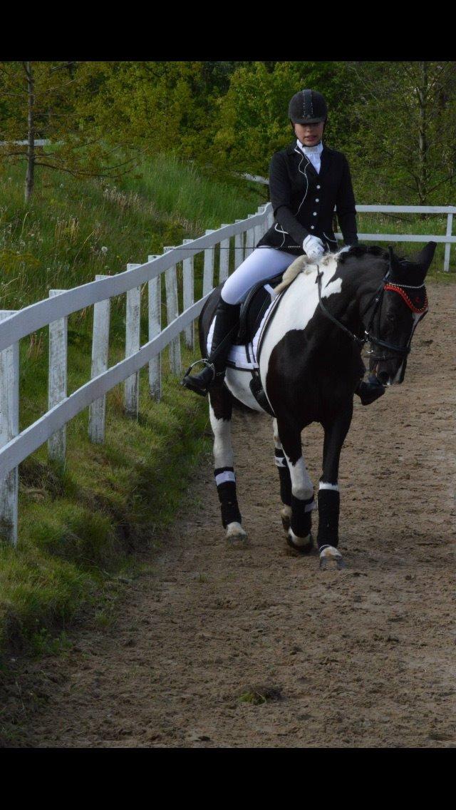 Hollandsk Sportspony Kees billede 17