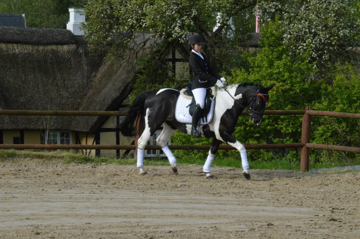 Hollandsk Sportspony Kees billede 13