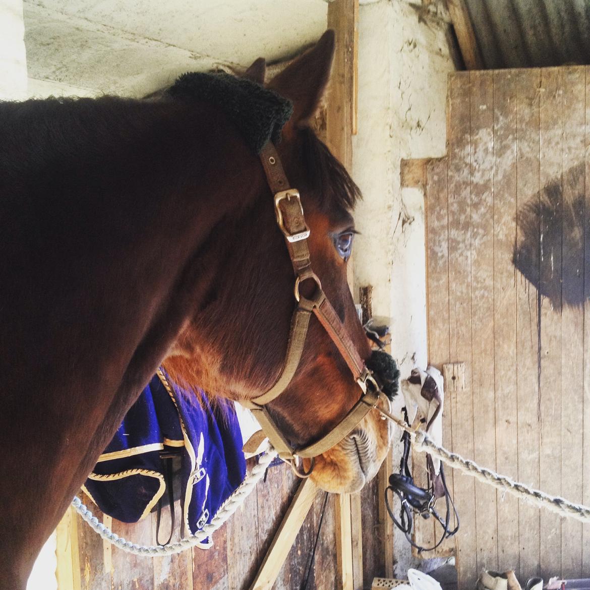 Traver Premiere<3 billede 6