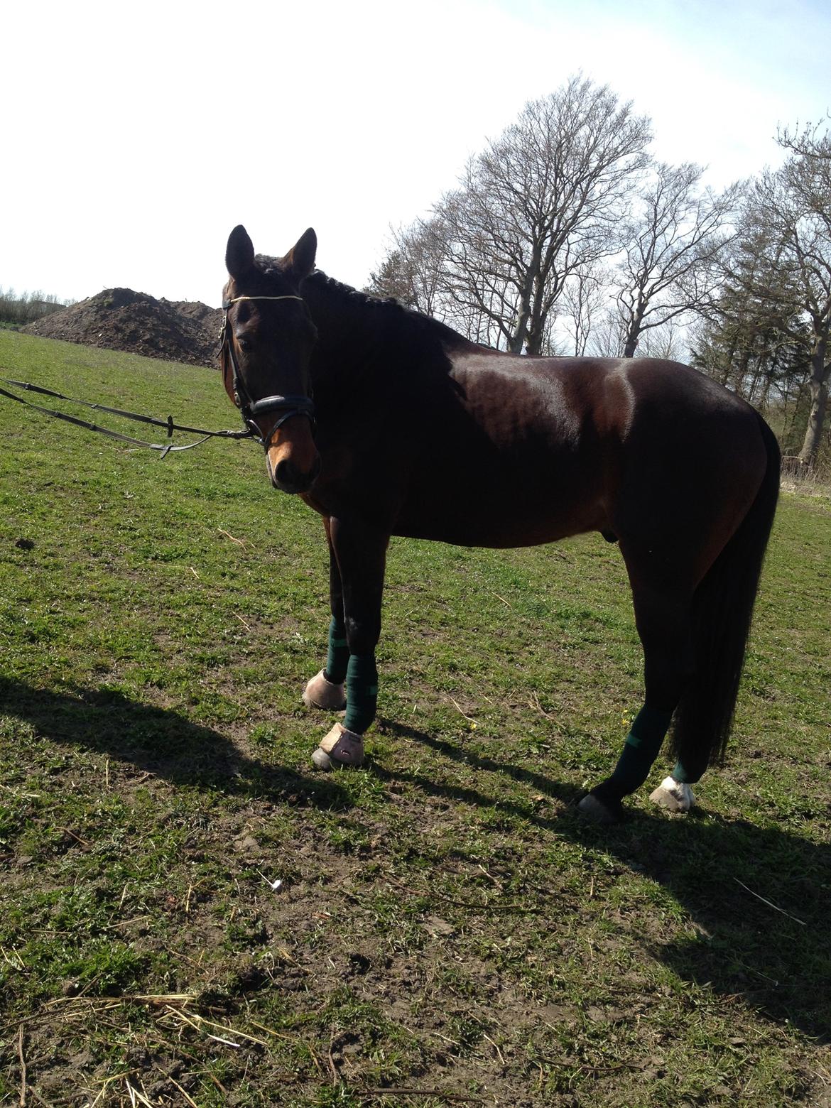 Traver Premiere<3 billede 3