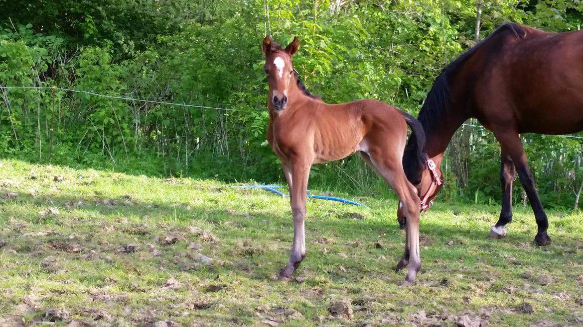 DSP Bjerring's day-dream billede 6