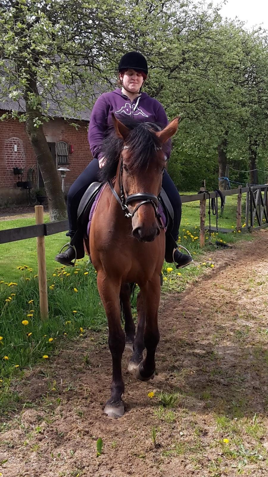 Anden særlig race Kokholms calypso billede 6