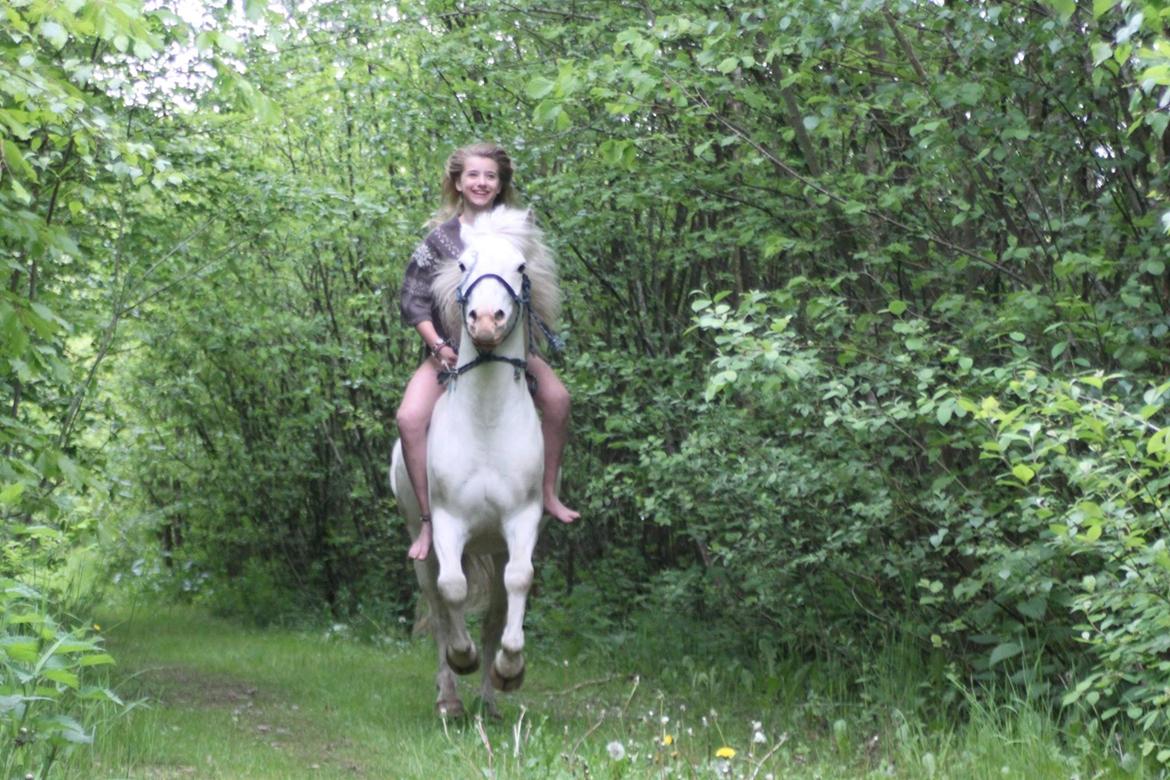 Anden særlig race Flying Blackie//Kiks billede 2