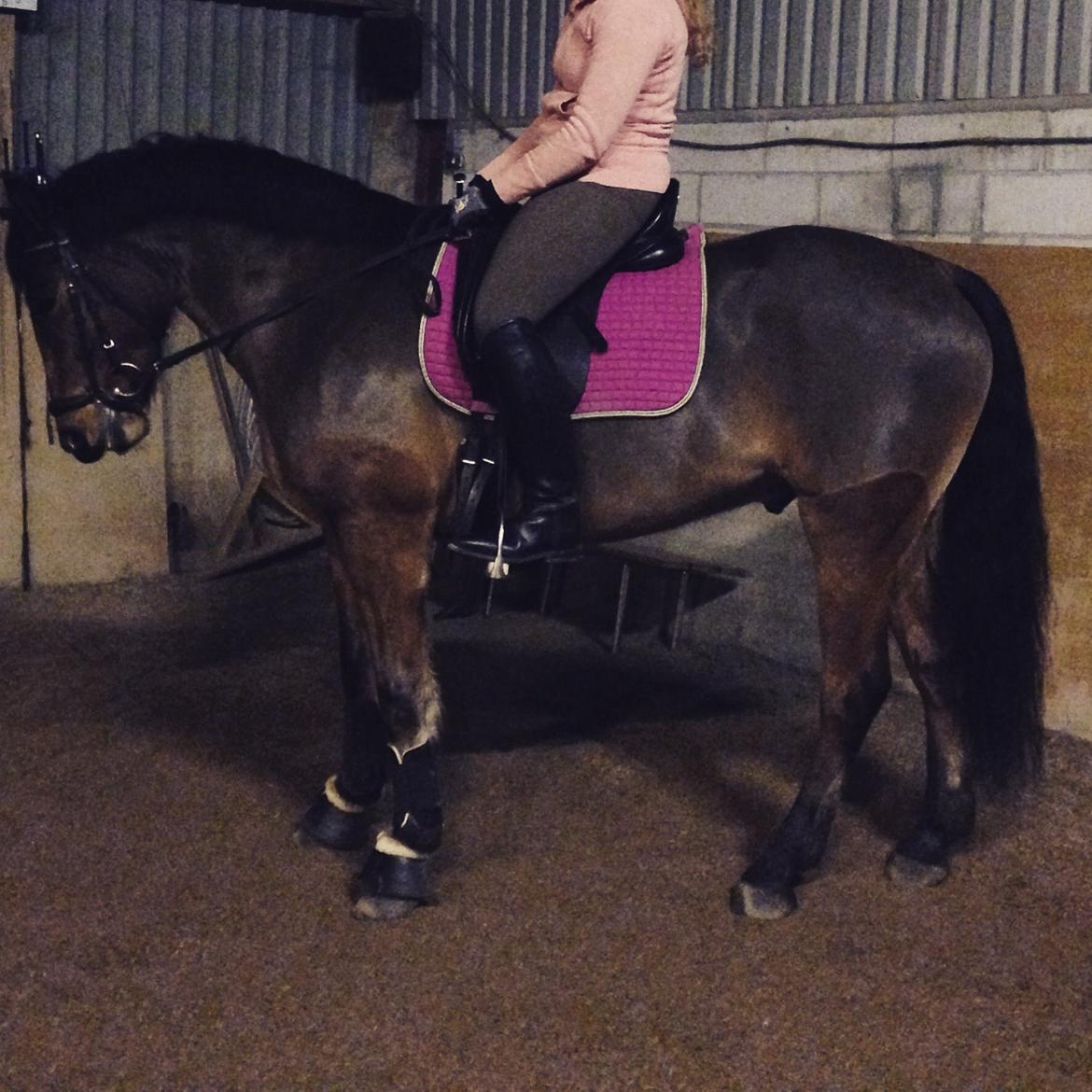 Anden særlig race Augustino - Manse foråret 2015.  billede 15