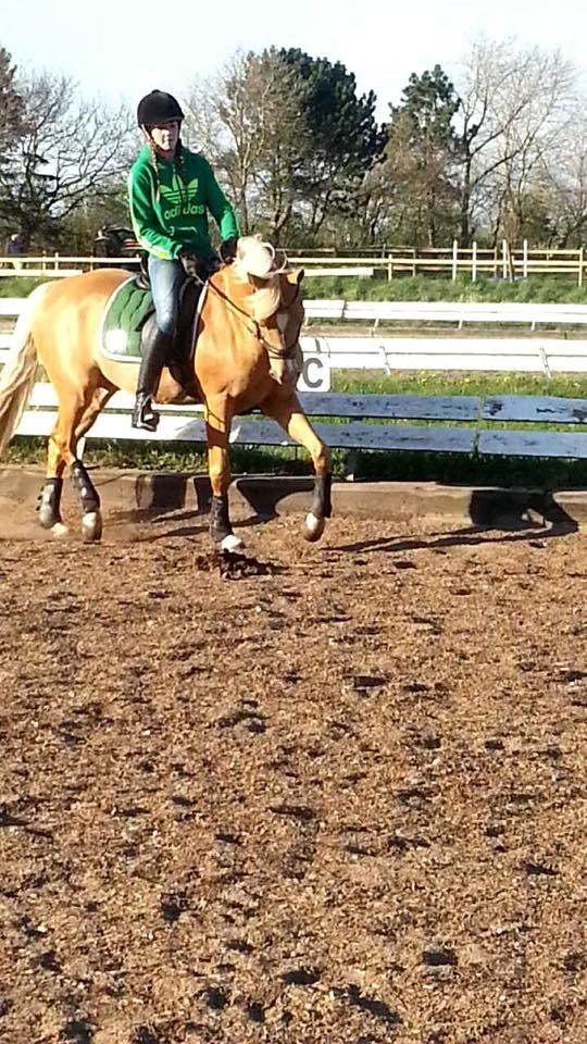 Tysk Sportspony Fredens H-Connection mit et og alt billede 12