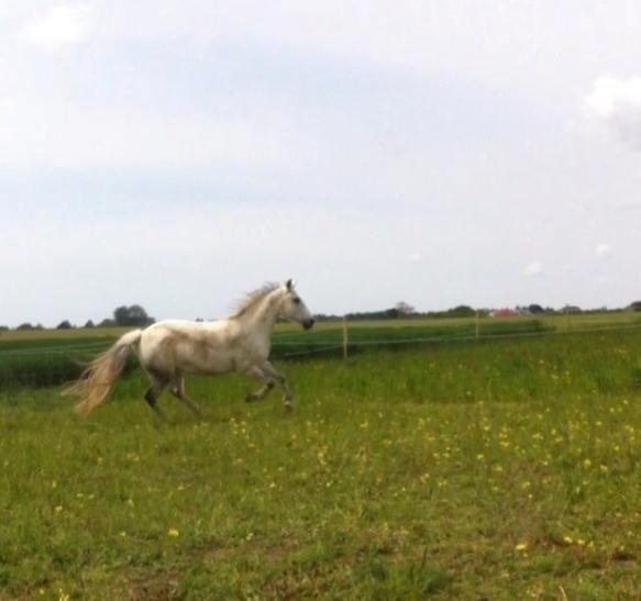 Connemara Sebastian Holmegård - Taget fra video -Derfor den ringe kvalitet ;) 31-05-2015 billede 9