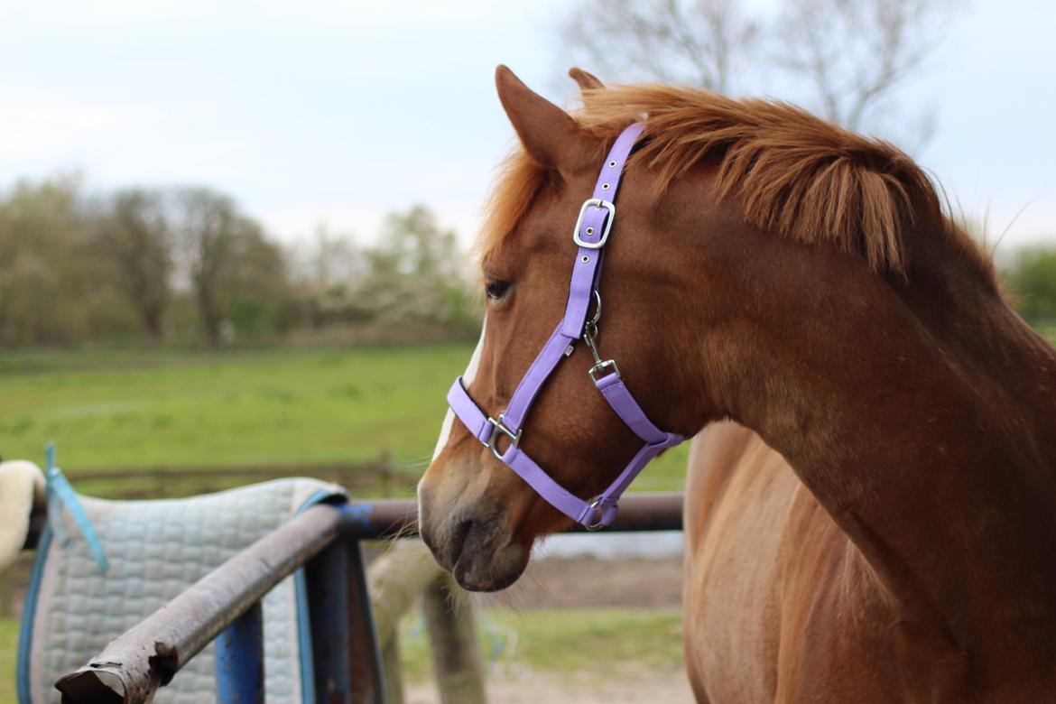 Anden særlig race Eponine!*<3 den bedste pony!<3 billede 9