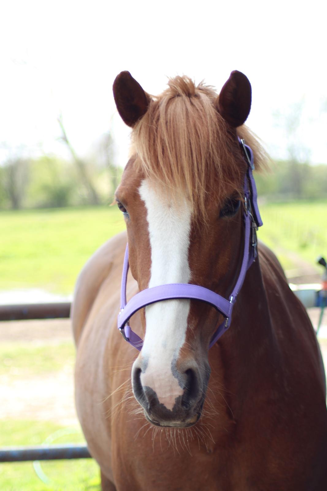 Anden særlig race Eponine!*<3 den bedste pony!<3 billede 10