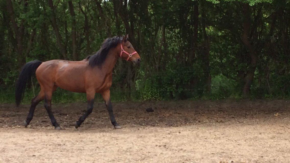 Welsh Partbred (Sec F) Luka (fibiger's Luka) (solgt) billede 46