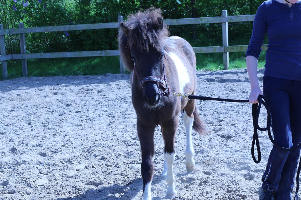 Islænder Ófeigur fra Bakkegården ll - We lose ourselves in the things we love, we find ourselves there too  billede 12