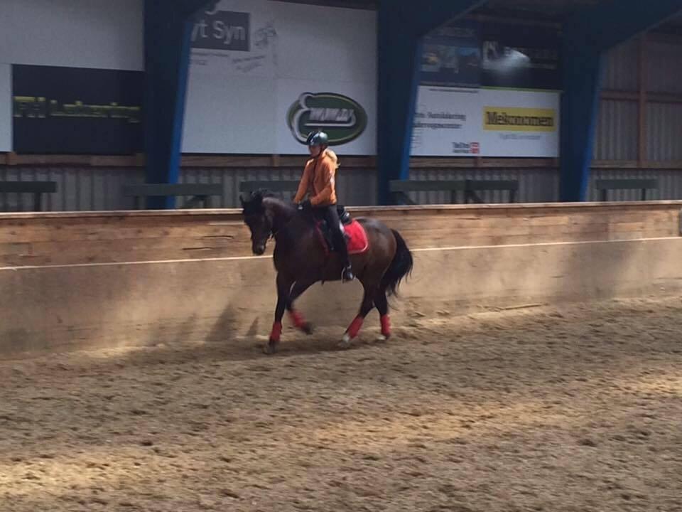 New Forest Rodlease Tango billede 5