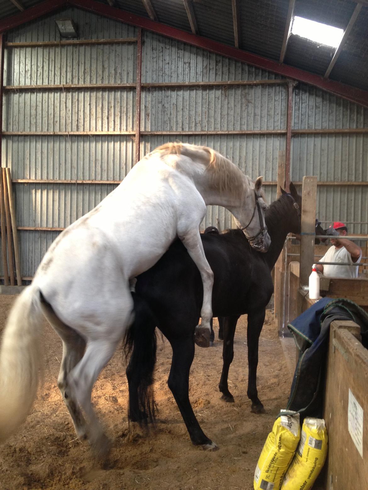 Trakehner Chanél Birkedommergård  billede 8