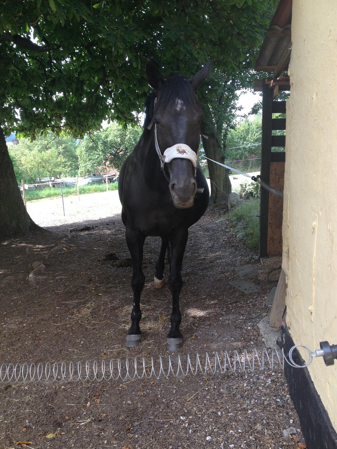 Trakehner Chanél Birkedommergård  billede 9