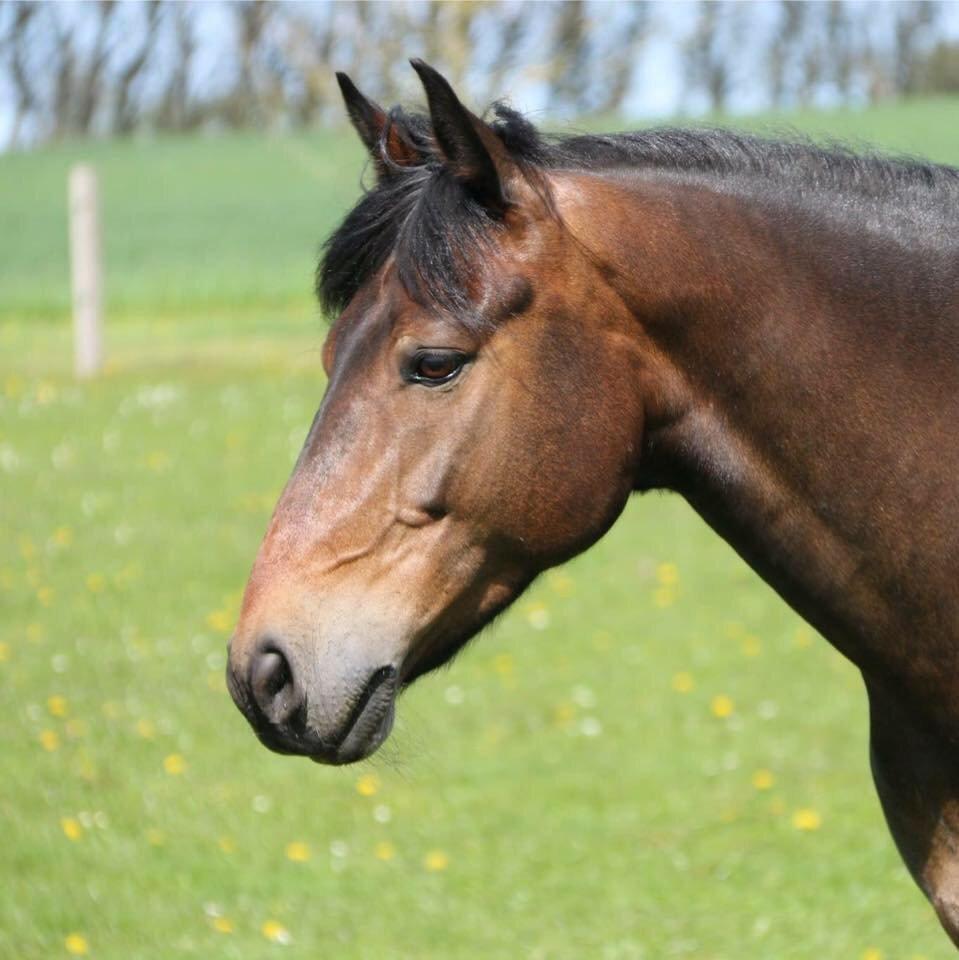 New Forest Rodlease Tango billede 6