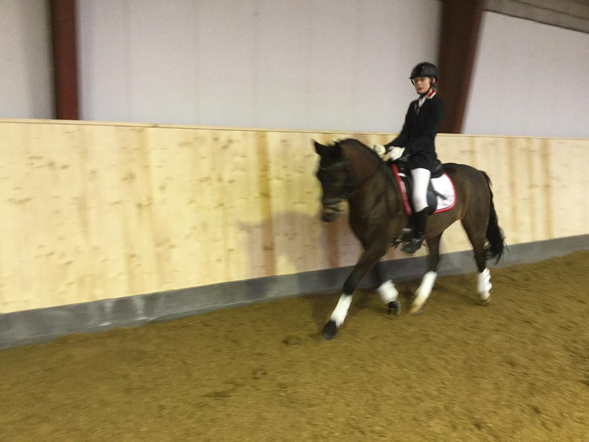 New Forest Rodlease Tango billede 9