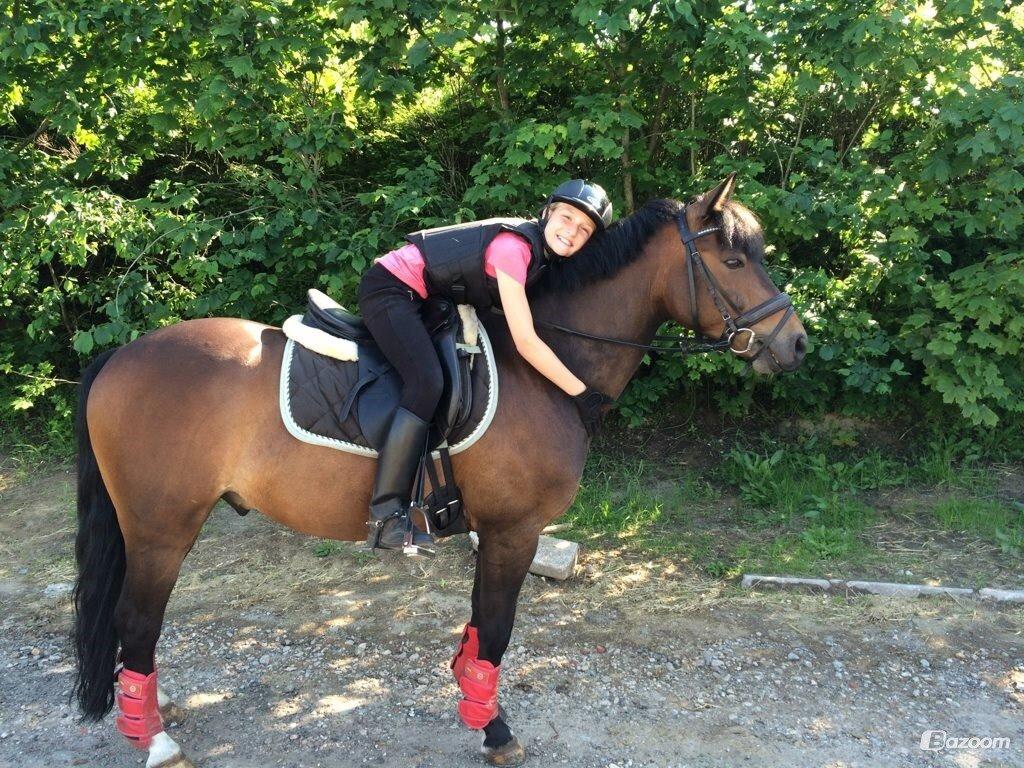 New Forest Rodlease Tango - Bedste venner<33 billede 7