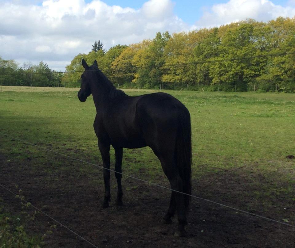 Dansk Varmblod Imhoff's freedom - Står og kigger efter de 2 andre heste :)  billede 5