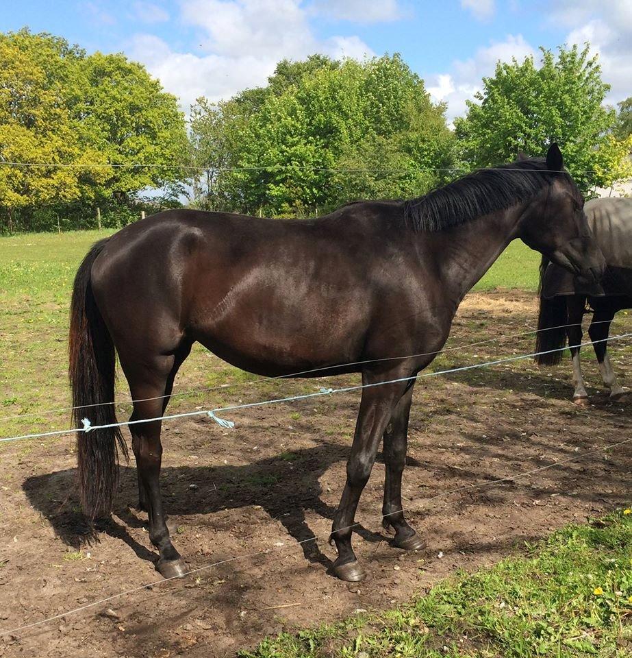 Dansk Varmblod Imhoff's freedom - først på sommer 2015  billede 1