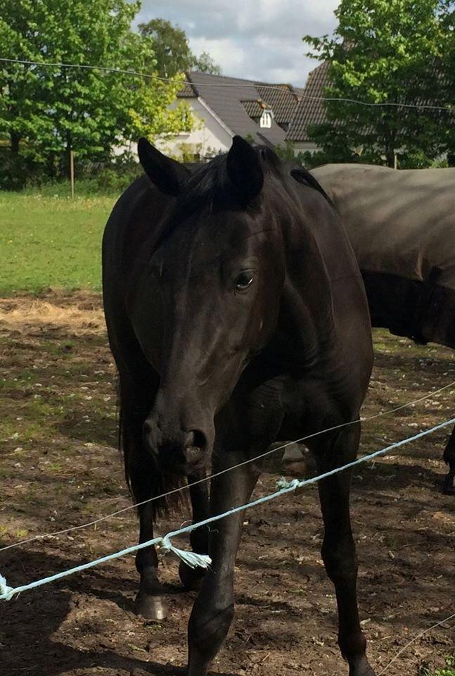 Dansk Varmblod Imhoff's freedom billede 4