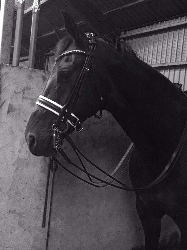 Dansk Varmblod Sandro billede 1