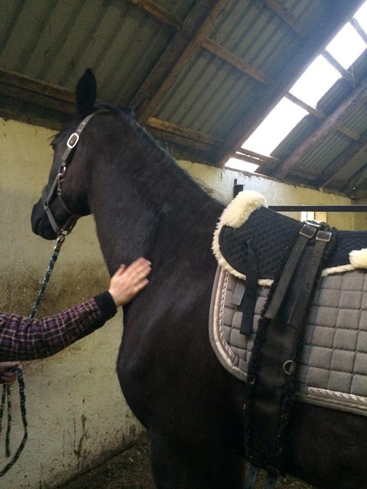 Dansk Varmblod Imhoff's freedom - førstgang med gjord :)  billede 6
