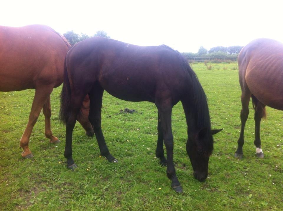 Dansk Varmblod Imhoff's freedom - 2013 sensommer  billede 3