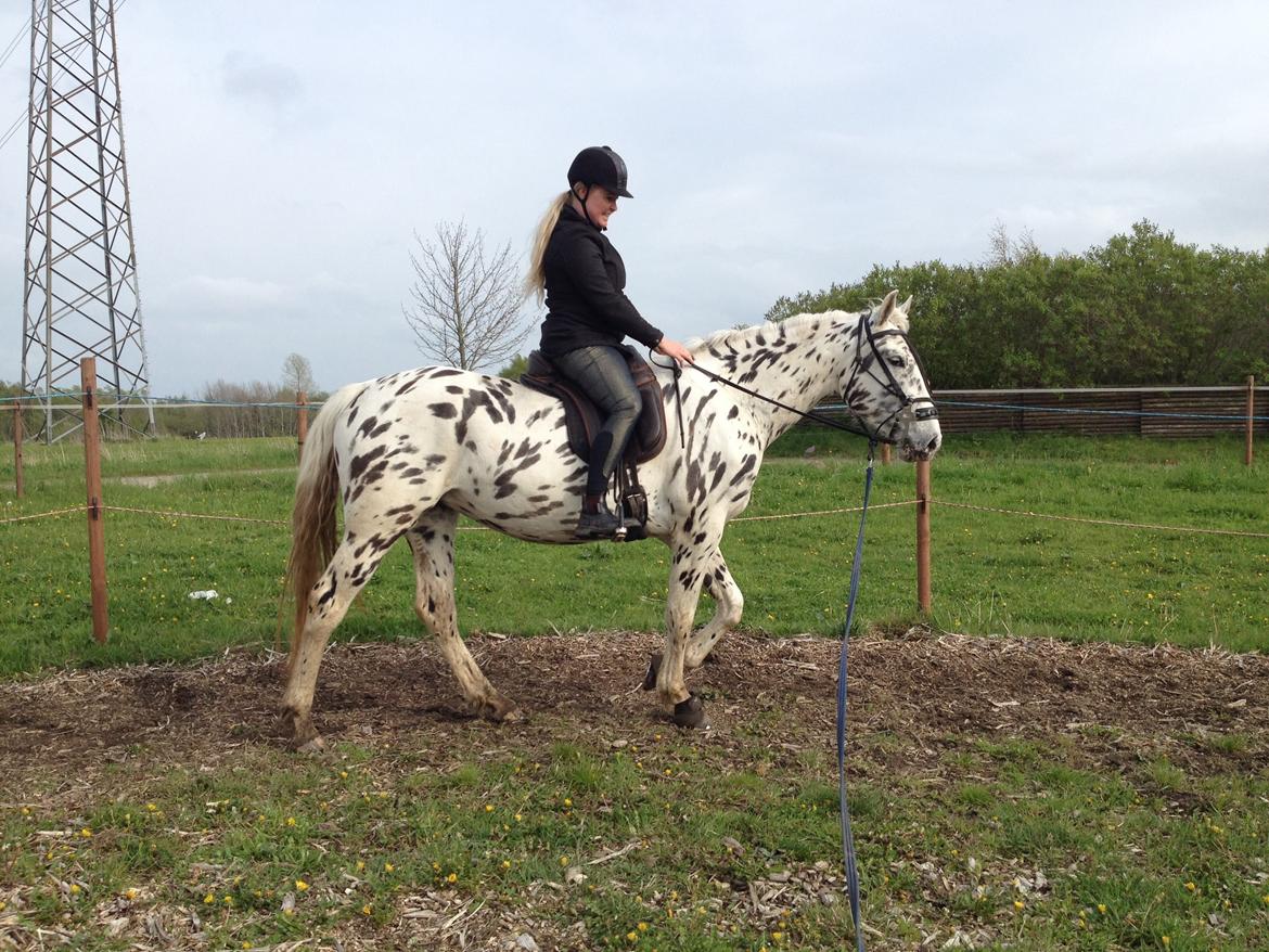 Knabstrupper Friis Perle billede 3