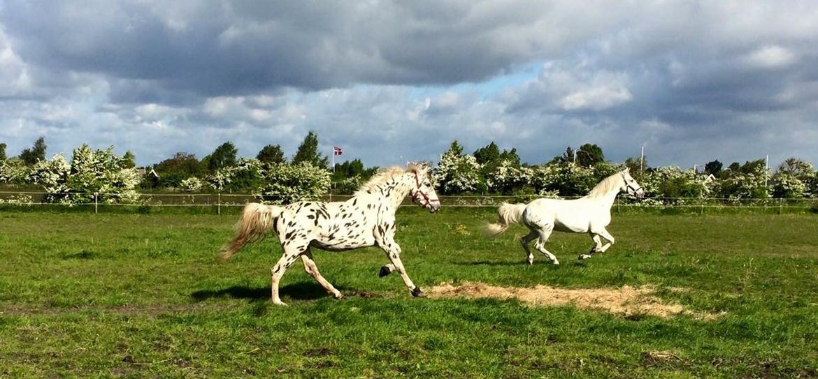 Knabstrupper Friis Perle - Sammen med mormor Mira :) Deres første møde billede 4