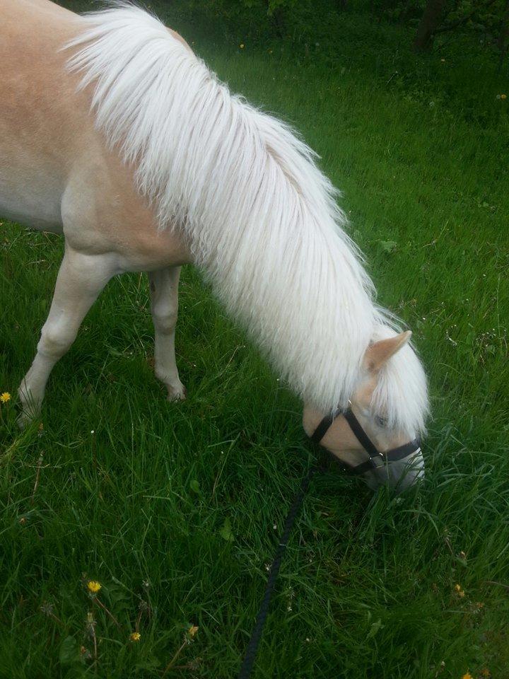 Haflinger Hellia billede 6