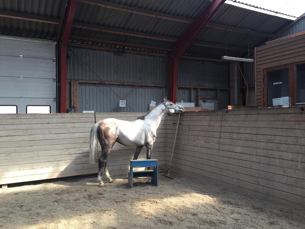 Holstener Calimeró billede 13