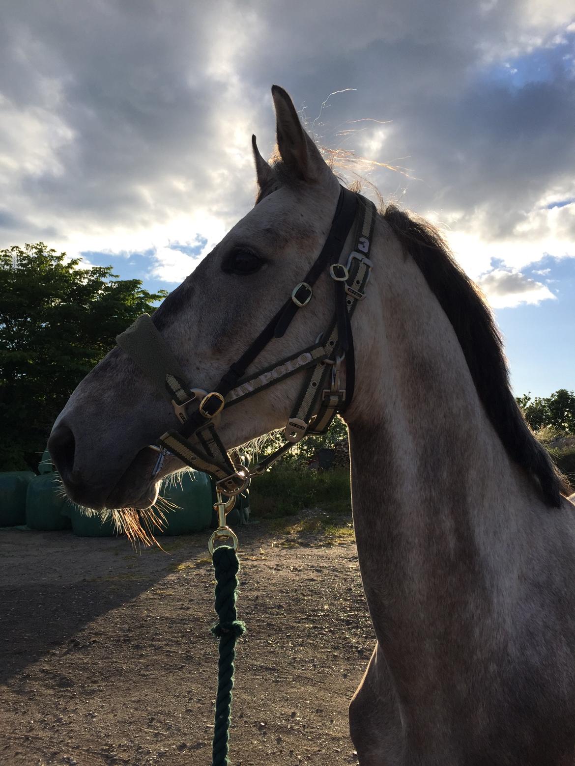 Holstener Calimeró billede 10