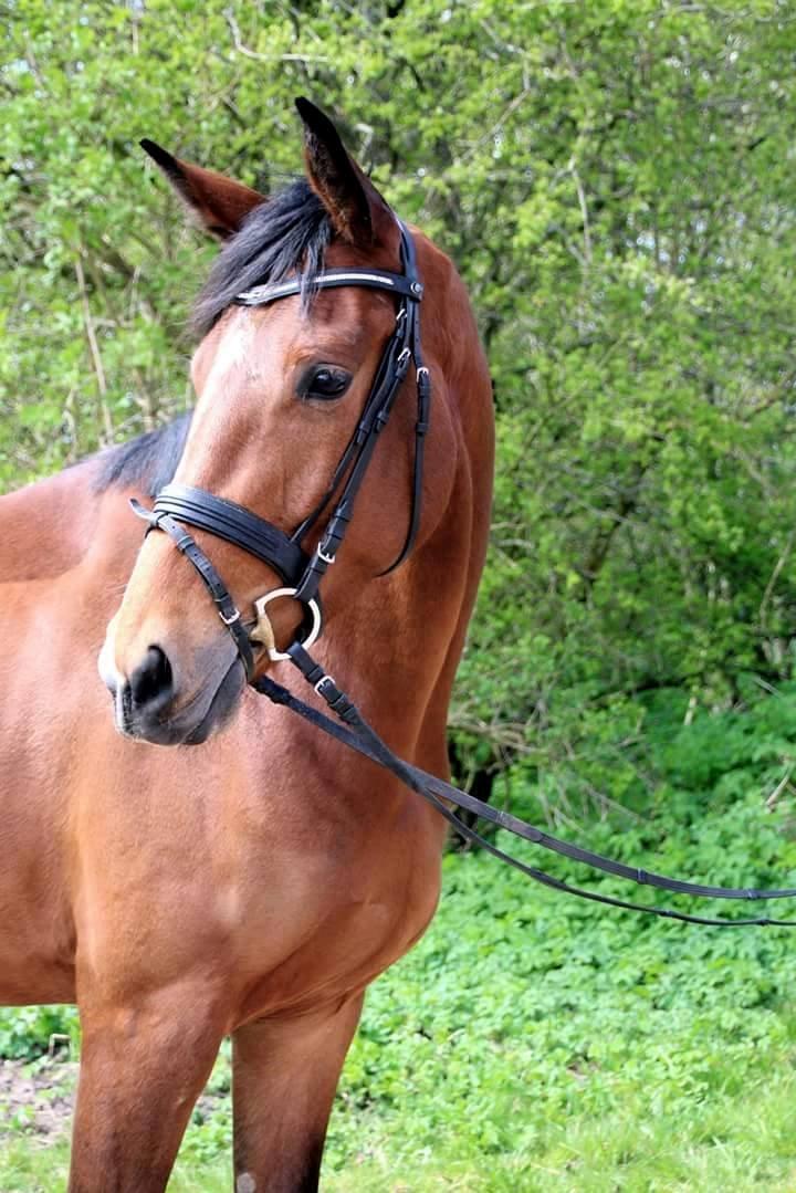 Dansk Varmblod Domina billede 2