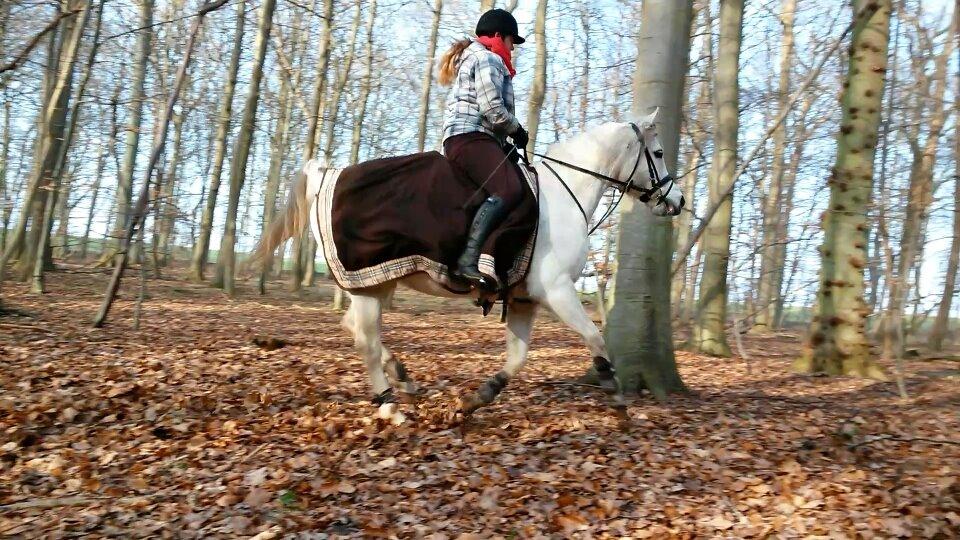 Arabisk fuldblod (OX) Tornado  billede 14